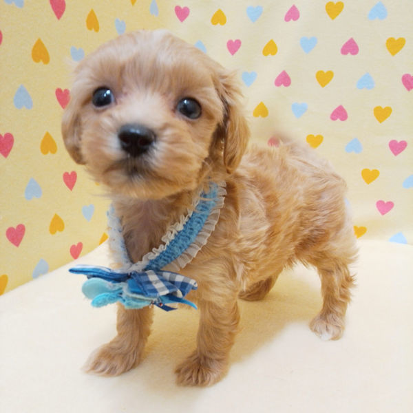 ミックス犬 - 画像 (5)