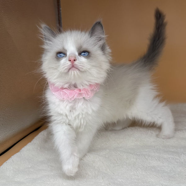 ラグドール - 画像 (2)