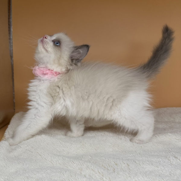 ラグドール - 画像 (3)