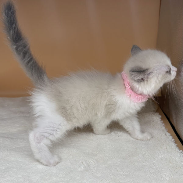 ラグドール - 画像 (4)
