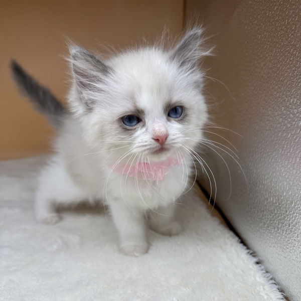 ラグドール - 画像 (5)