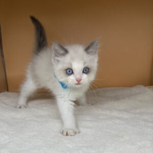 Alternative view of ラグドール