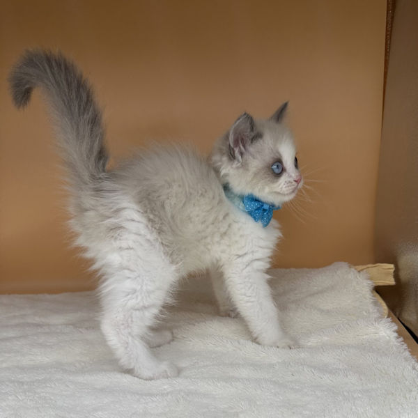 ラグドール - 画像 (3)