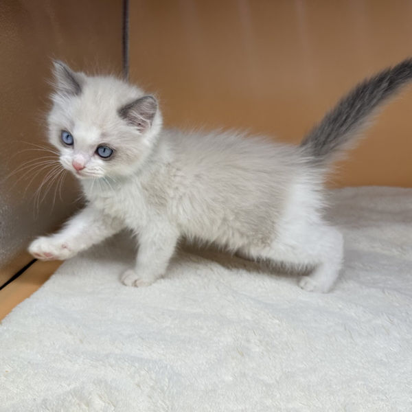 ラグドール - 画像 (4)