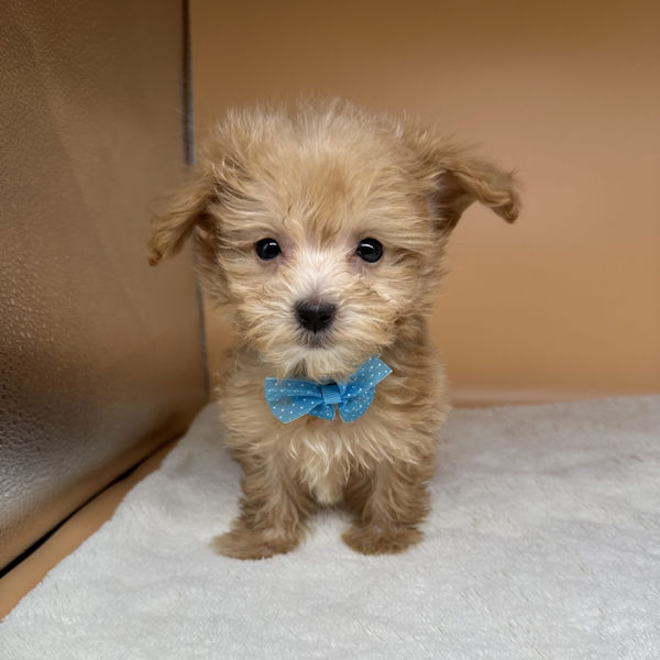 ミックス犬 - 画像 (3)