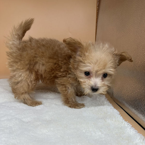 ミックス犬 - 画像 (4)