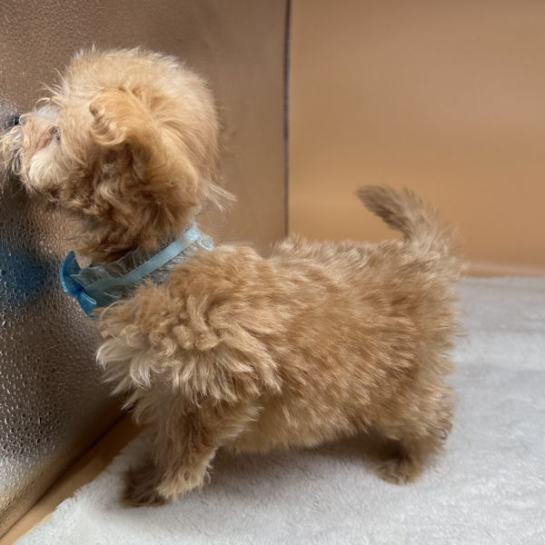 ミックス犬 - 画像 (5)