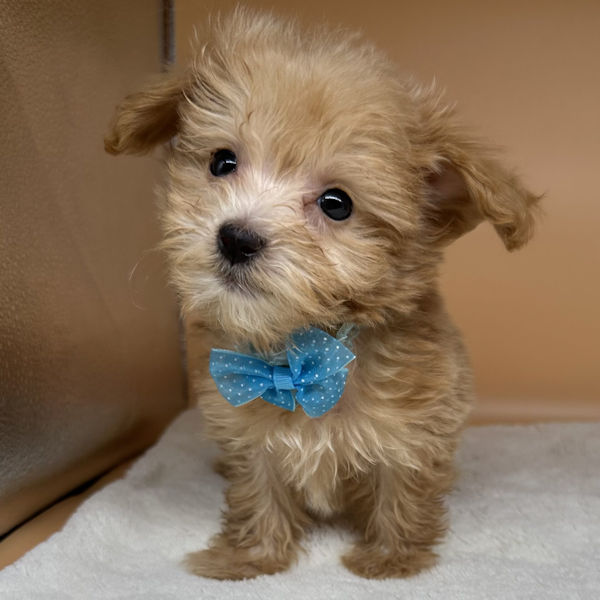 ミックス犬 - 画像 (2)