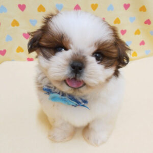 Alternative view of シー・ズー