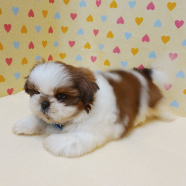 シー・ズー - 画像 (3)