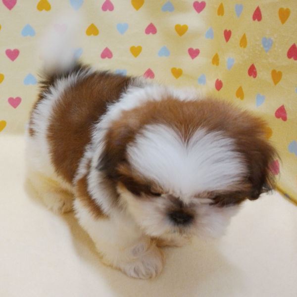 シー・ズー - 画像 (4)