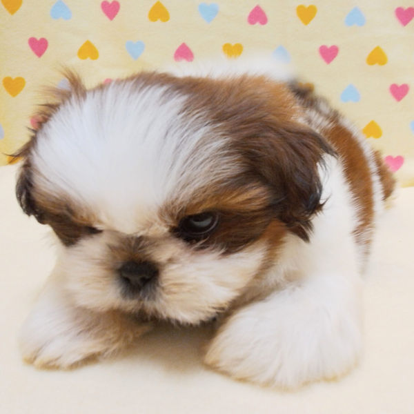 シー・ズー - 画像 (5)