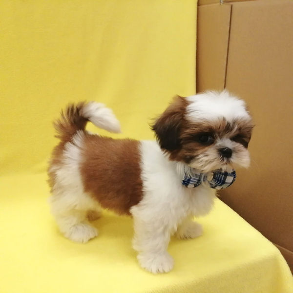 シー・ズー - 画像 (3)