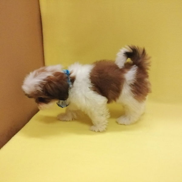 シー・ズー - 画像 (4)