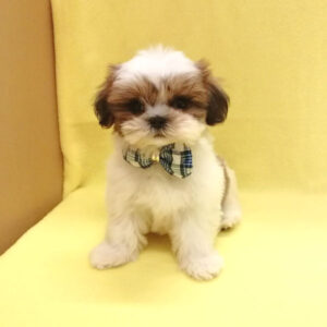 Alternative view of シー・ズー