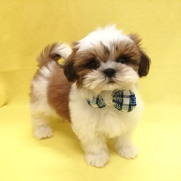 シー・ズー - 画像 (5)