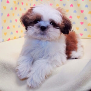 Alternative view of シー・ズー