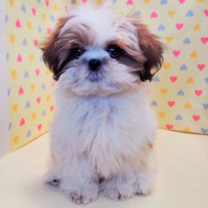 Alternative view of シー・ズー