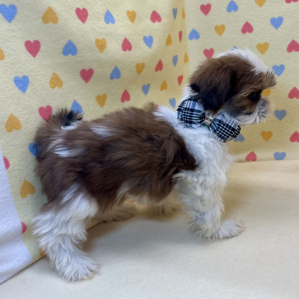 シー・ズー - 画像 (3)