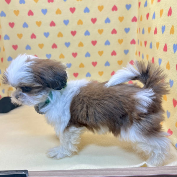 シー・ズー - 画像 (4)