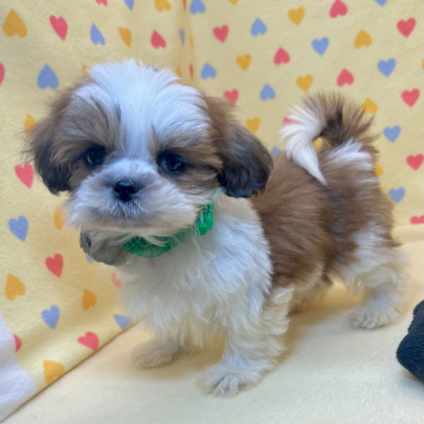 シー・ズー - 画像 (5)