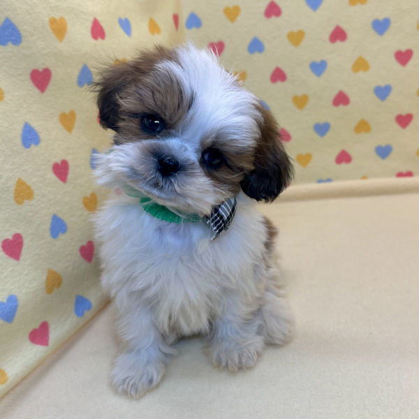 シー・ズー - 画像 (2)