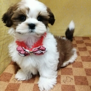 Alternative view of シー・ズー