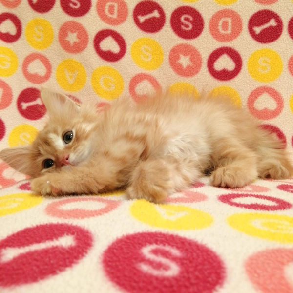 サイベリアン - 画像 (3)