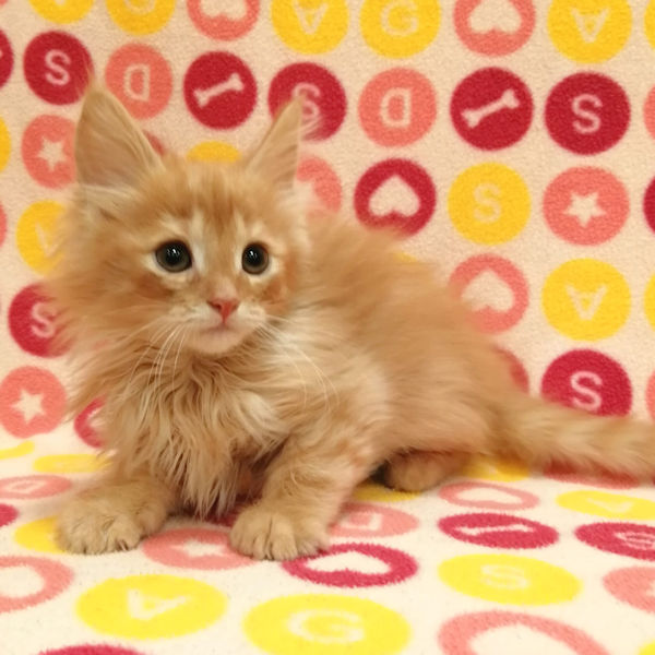 サイベリアン - 画像 (4)