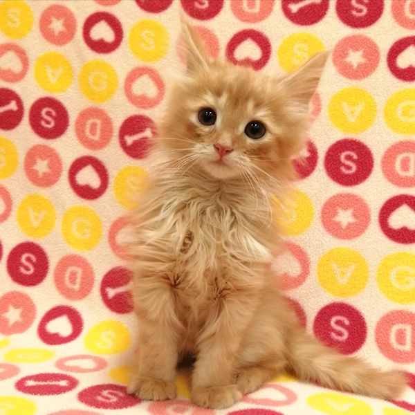 サイベリアン - 画像 (5)