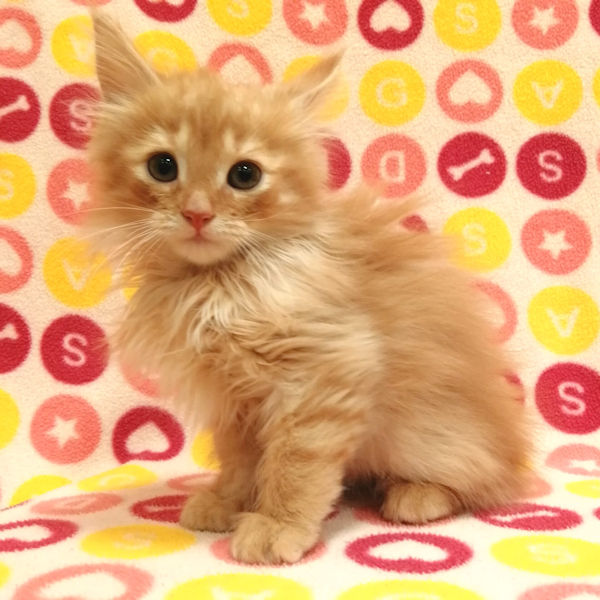 サイベリアン - 画像 (2)