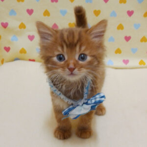 Alternative view of ミックス猫