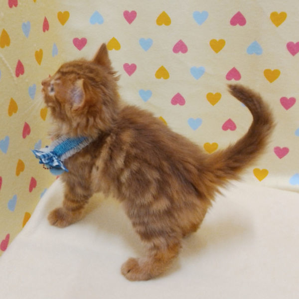 ミックス猫 - 画像 (3)