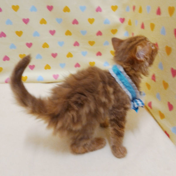 ミックス猫 - 画像 (5)