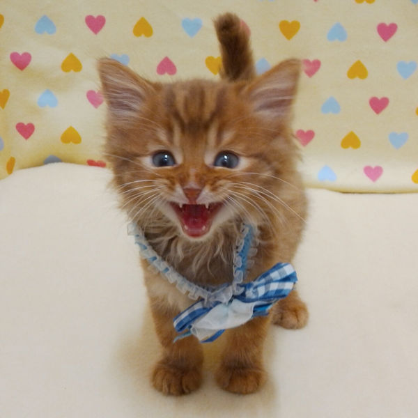 ミックス猫 - 画像 (4)