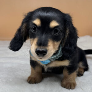 ミニチュア・ダックスフンド(ロングヘアード)