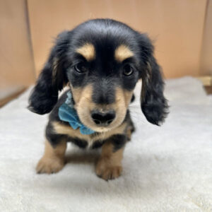 Alternative view of ミニチュア・ダックスフンド(ロングヘアード)