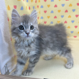 Alternative view of サイベリアン