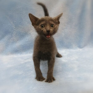 Alternative view of ロシアン・ブルー