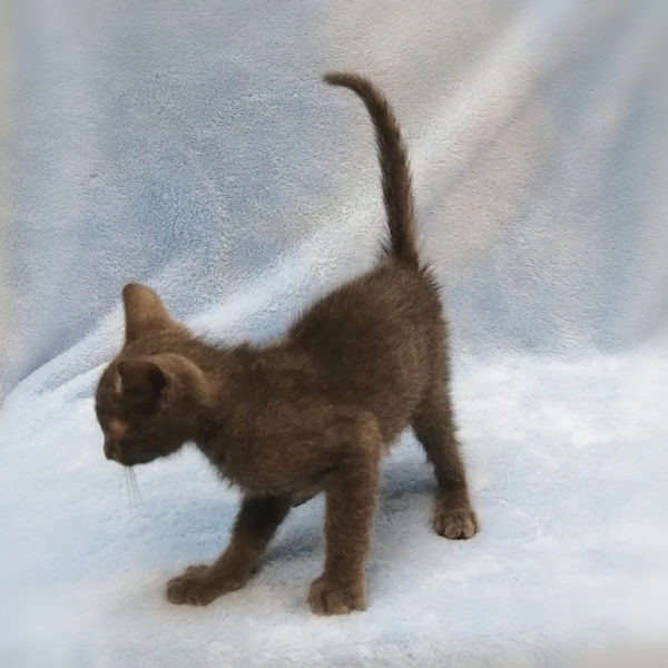 ロシアン・ブルー - 画像 (3)