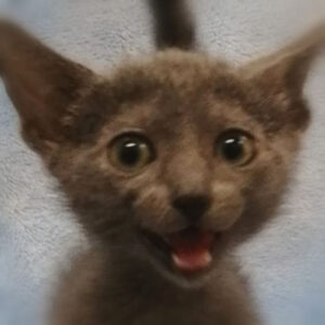 ロシアン・ブルー