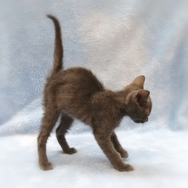 ロシアン・ブルー - 画像 (4)