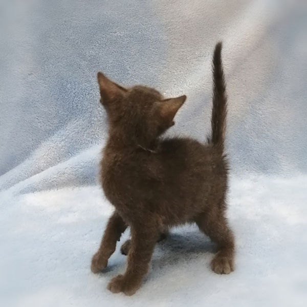 ロシアン・ブルー - 画像 (5)