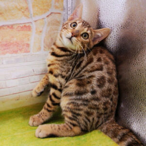 Alternative view of ベンガル