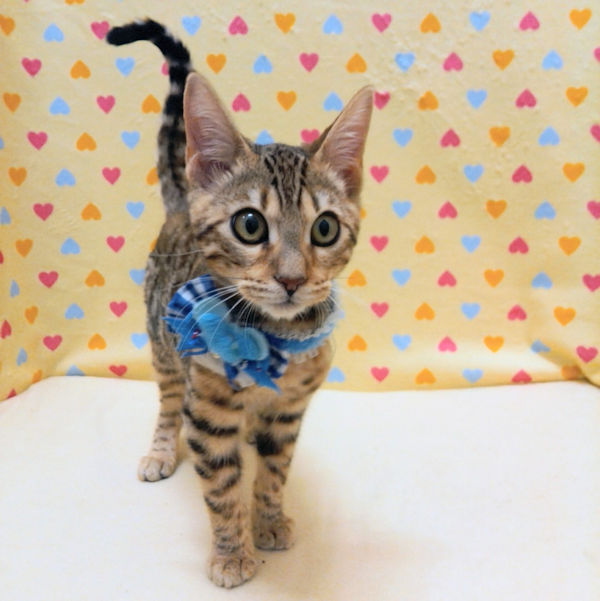 ベンガル - 画像 (2)