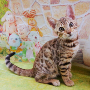 Alternative view of ベンガル