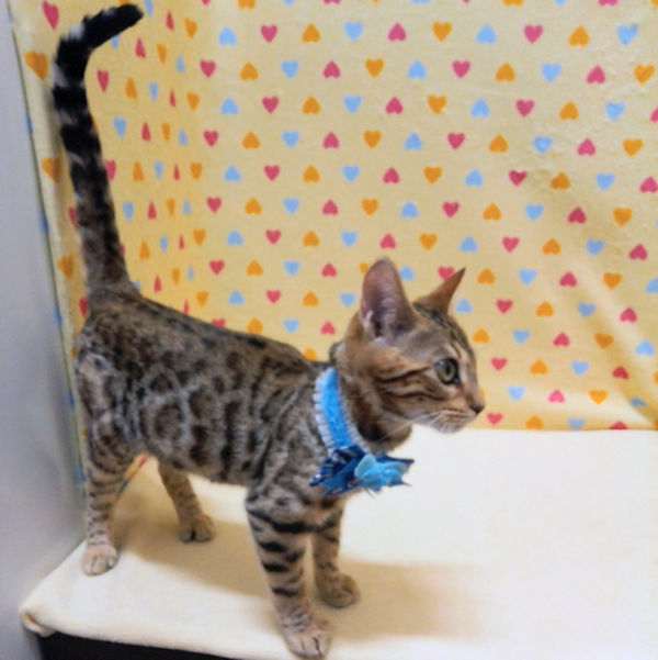 ベンガル - 画像 (3)