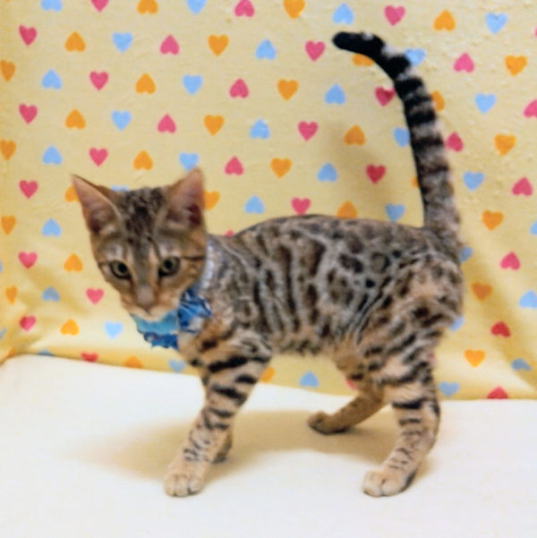 ベンガル - 画像 (4)