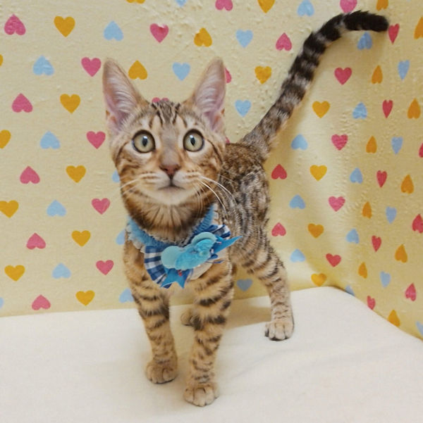 ベンガル - 画像 (5)