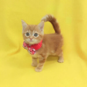 Alternative view of マンチカン